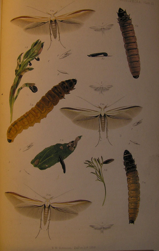 Le Coleophoridae d''Italia